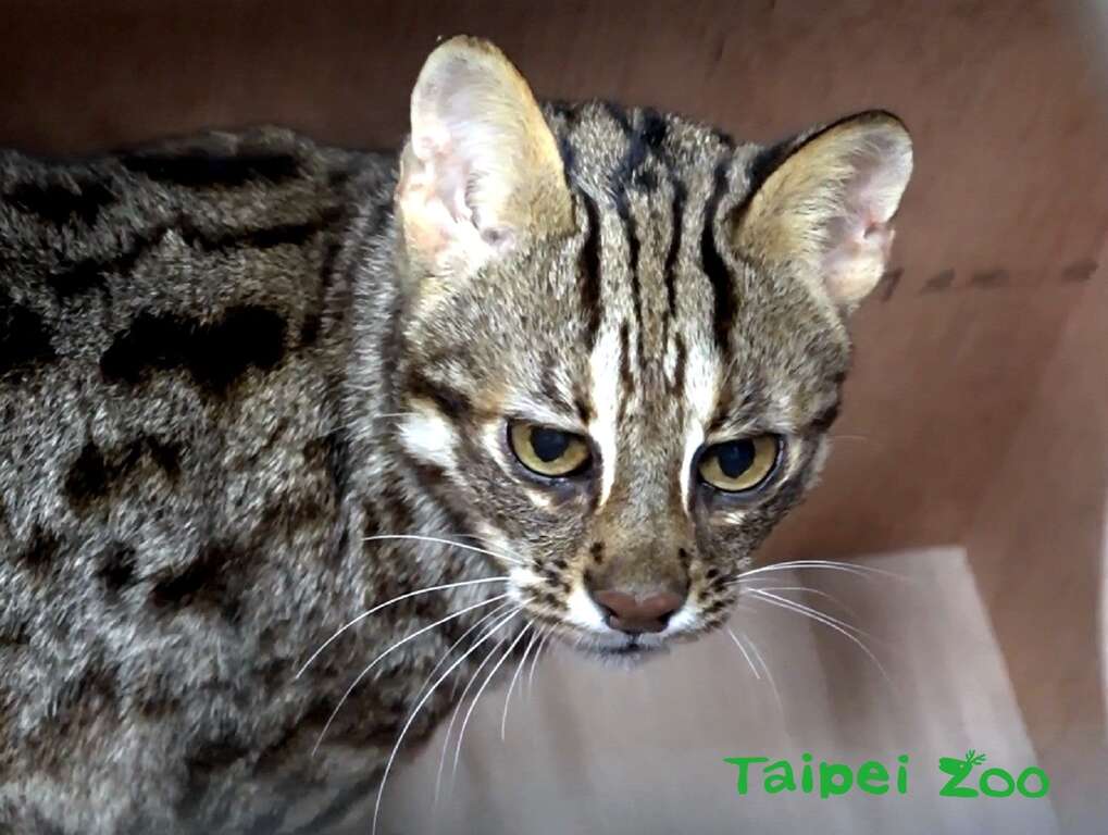 飛飛:我恢復的很好,謝謝大家關心!