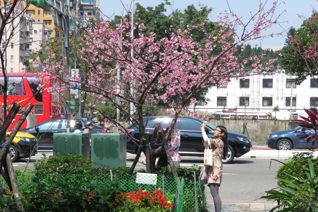 滿枝櫻花不用上山也可欣賞到