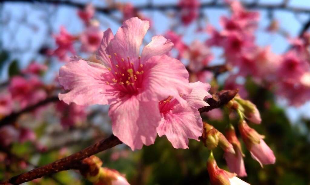 粉色樱花宛如少女娇羞脸庞(照片由林长淇及上景化里里长提供)。
