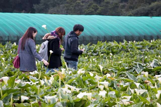 竹子湖海芋季已經展開，兒童節連假不妨和家人朋友一起上山賞花、踏青。（圖／台北市工務局大地工程處提供）.jpg