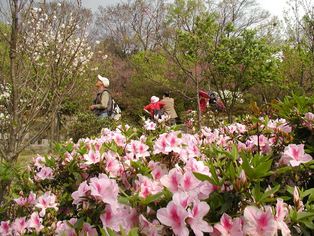 a1-3-阳明花季-阳明公园 020.jpg