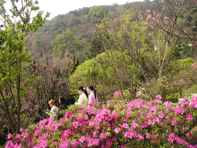 阳明花季-阳明公园 019.jpg