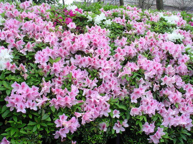 940331_011_杜鹃花_王能佑_仁爱路-松寿路.JPG