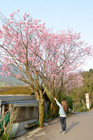 照片12 樱花盛开，敬请把握花期