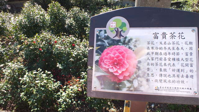 照片16好运到茶花，抓住最後绽放身影