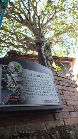照片18桂花飘香，感受阳光照射树荫微凉风