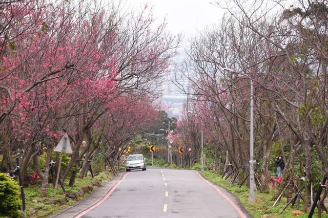 復興三路的櫻花隧道吸引許多攝影同好者前來。（圖／台北市觀光傳播局提供，劉佳雯攝）.JPG