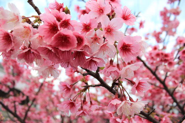 平菁街43巷樱花