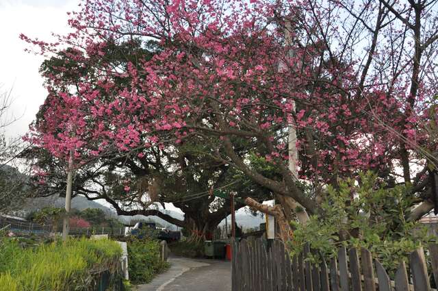 风尾步道