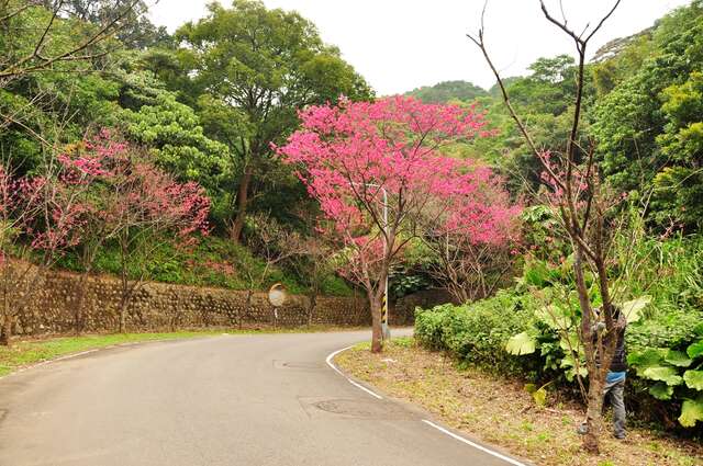 中正山产业道路沿线樱花盛开