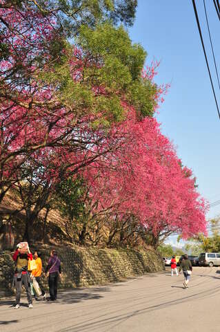 老泉街45巷沿线樱花