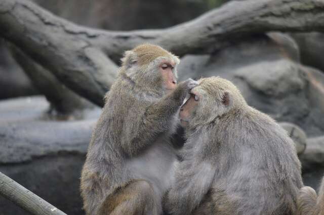 理毛不仅是台湾猕猴间的亲密互动，也是社会行为的一部分，仔细观察可以发现猴群中的位阶与群体关系。（图／台北市立动物园提供）.JPG