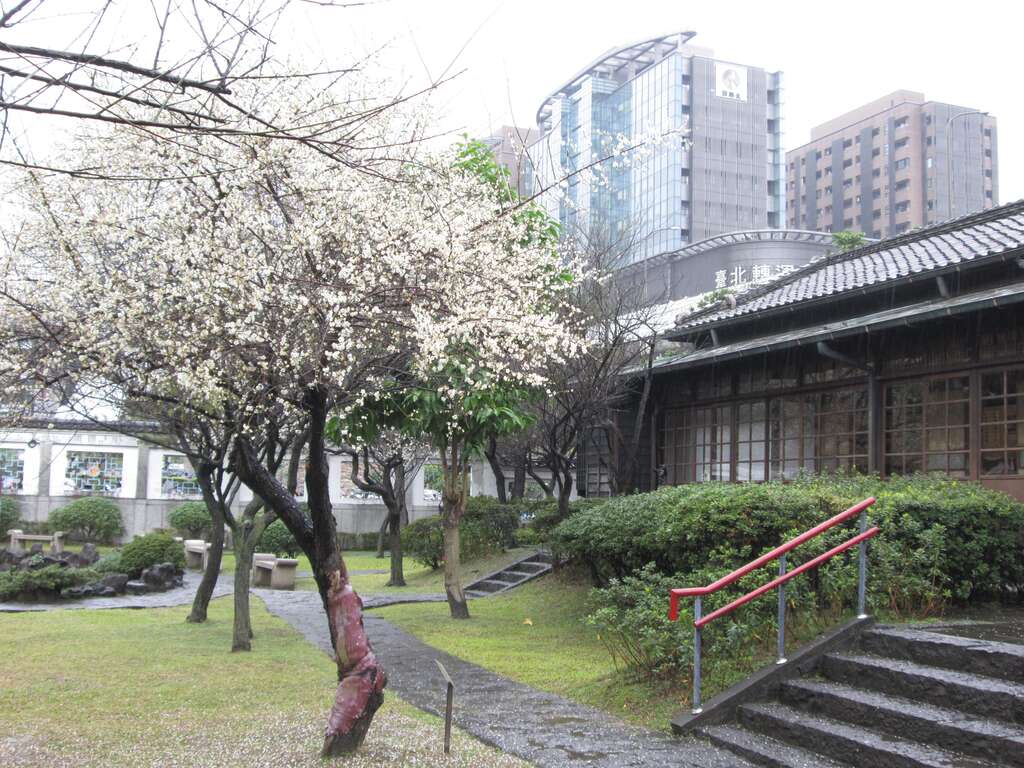 往年逸仙公園梅花開花盛況
