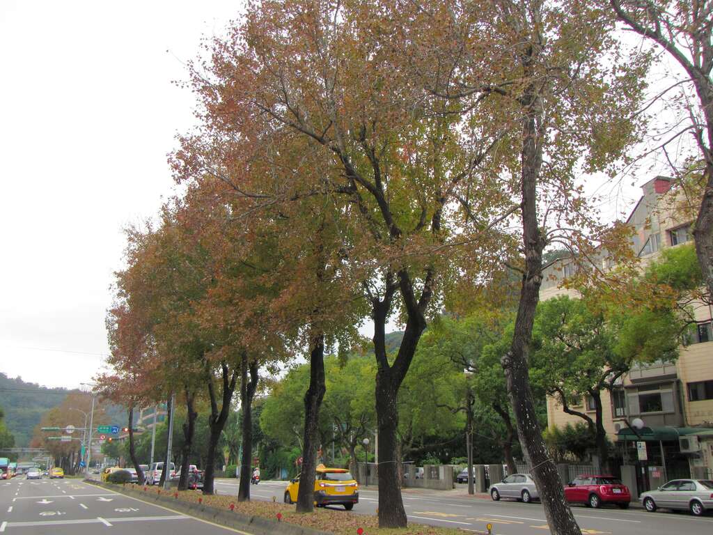 至善路2段楓紅優雅變裝