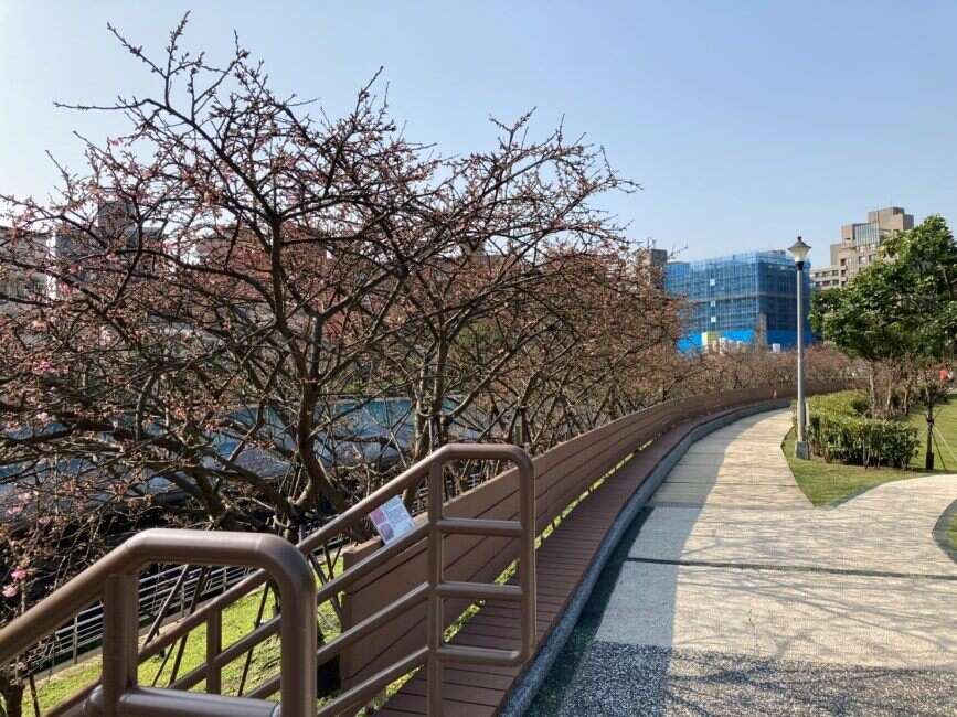 126樂活公園櫻花花況