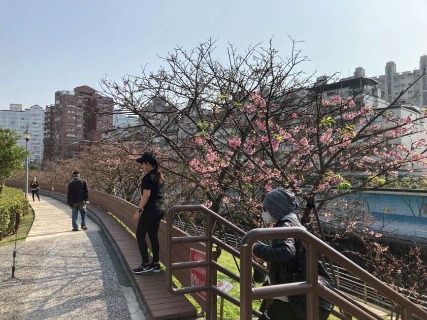 126樂活公園櫻花與民眾