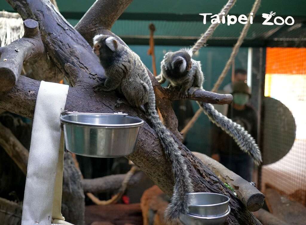 成年的普通狨体长仅有16-21公分,非常娇小,不过牠们却拥有长长的尾巴,尾巴的长度平均约24-31公分