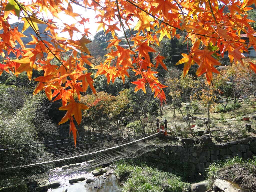士林区福田园休闲农场枫红