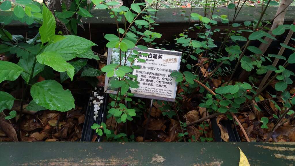 嶺南白蓮茶