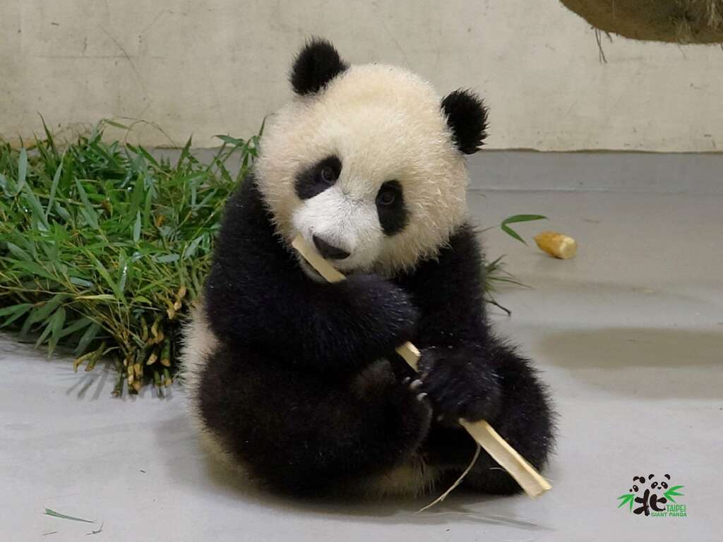 圓寶：謝謝保育員和獸醫師陪大家過年！