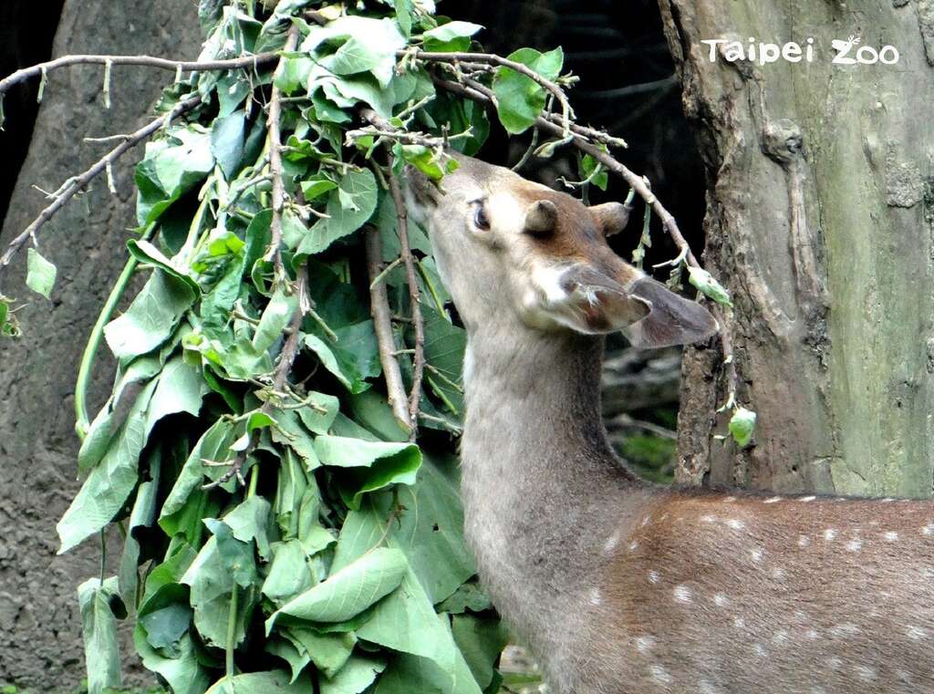 梅花鹿：動物園的工作人員辛苦了！謝謝你們！