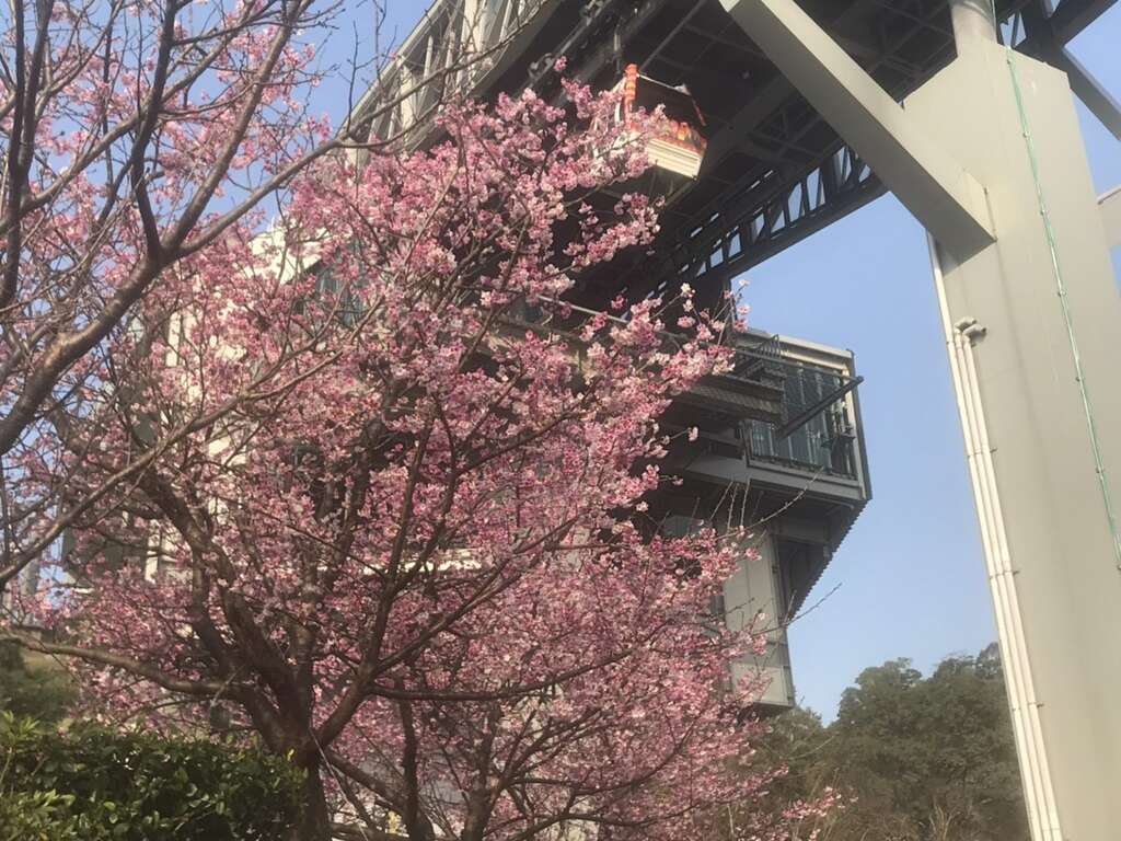 貓空賞櫻