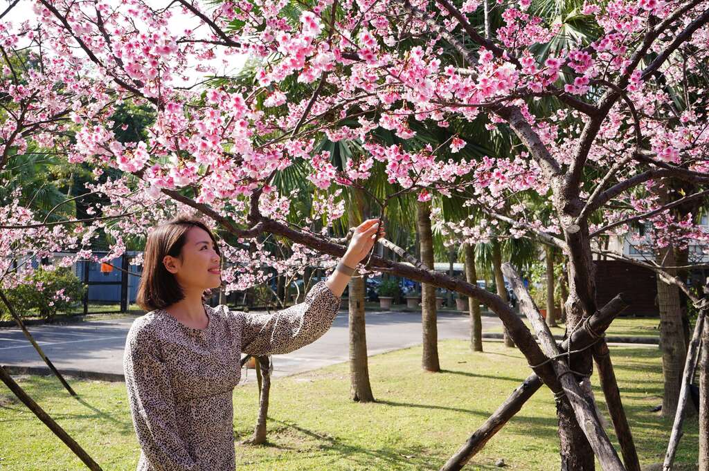 水园区-樱花