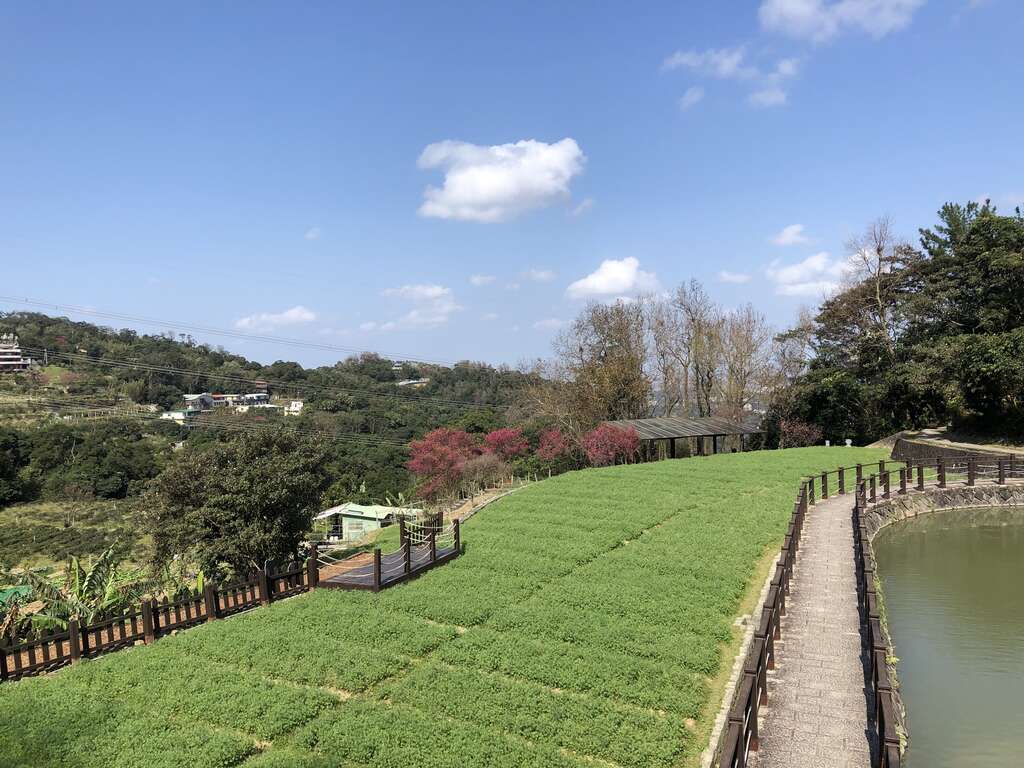 水池旁准备盛开
