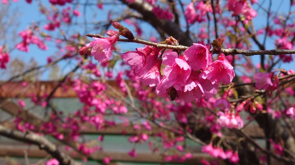 粉色樱花