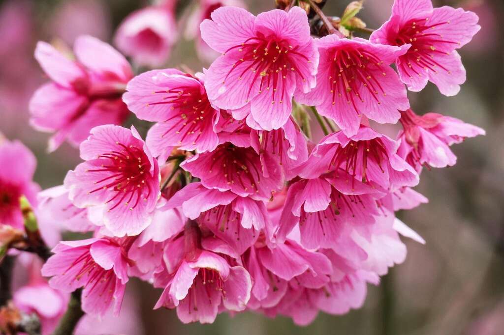 平菁街42巷櫻花花朵