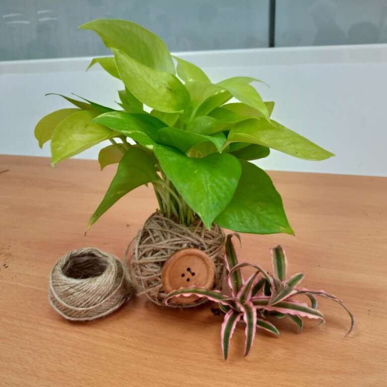 手作苔球 為生活增添自然美學
