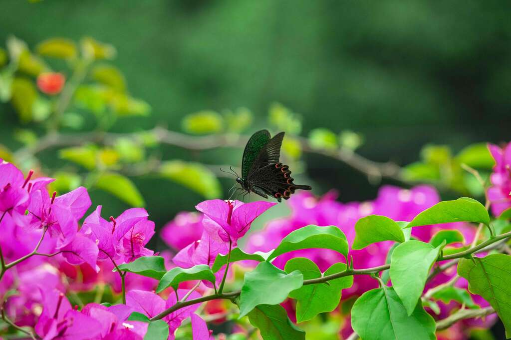 金瑞治水園區常見各種蝶類停歇花叢間
