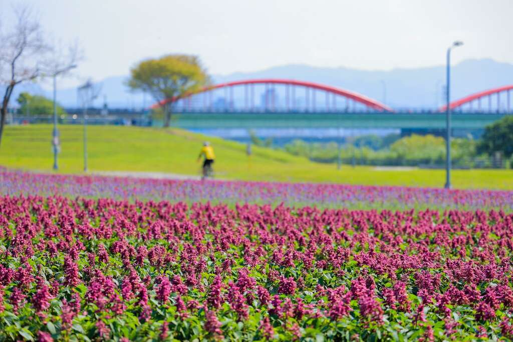 古亭河滨13万盆花盛开 一串紫满开超美