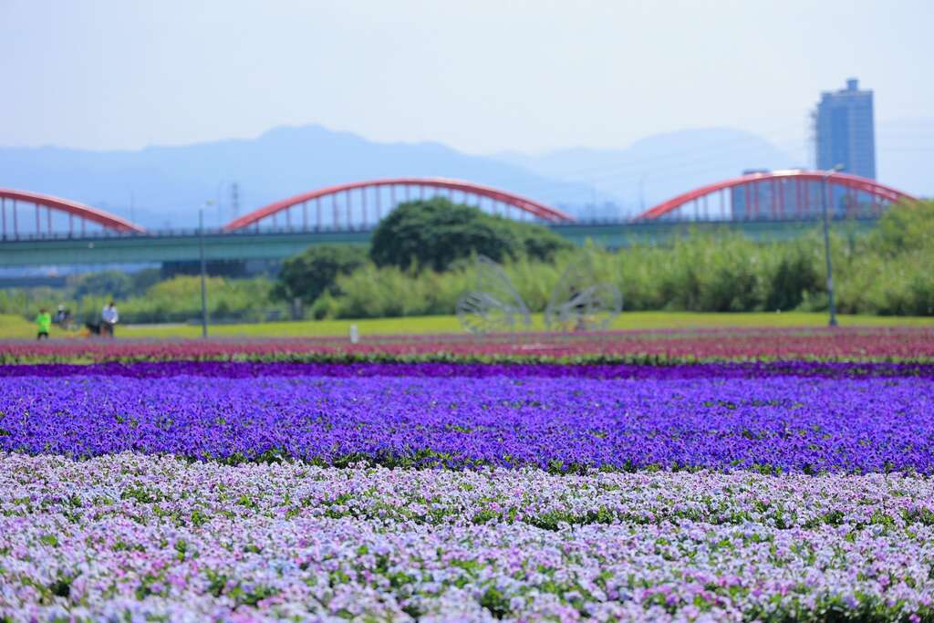 古亭河滨紫色花海 打造出媲美日本芝樱般绵延不绝的地毯花海