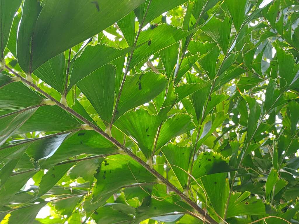叢立孔雀椰子也稱魚尾椰子，可以從小葉片造型知道命名的緣由 陳坤燦拍攝