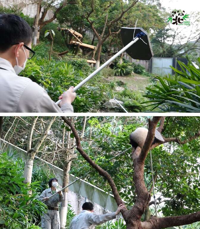 为了顾及动物夜间的安全，保育员下班前一定要执行「请熊回家任务」，出动「请下树神器」，劝「圆宝」慢慢往下移动