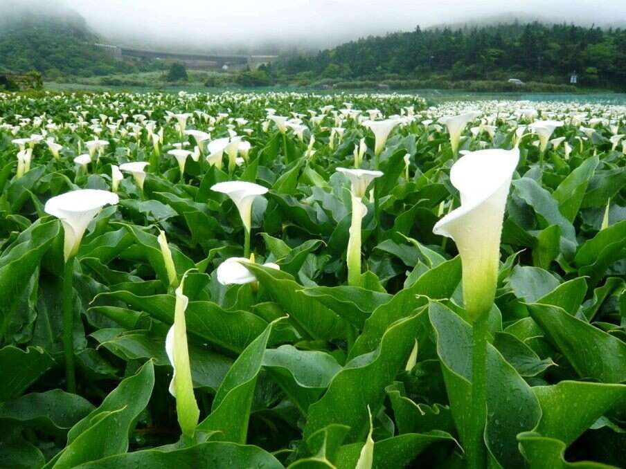 下雨过後的海芋田