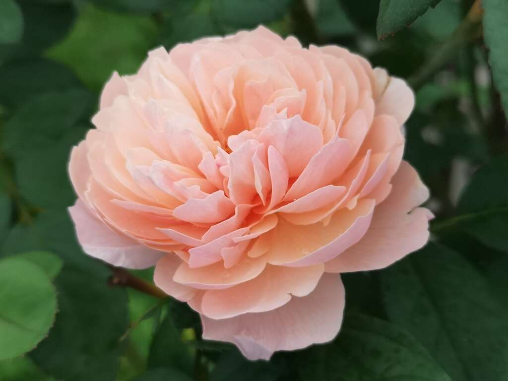 盛開玫瑰等您來賞花-粉玫瑰