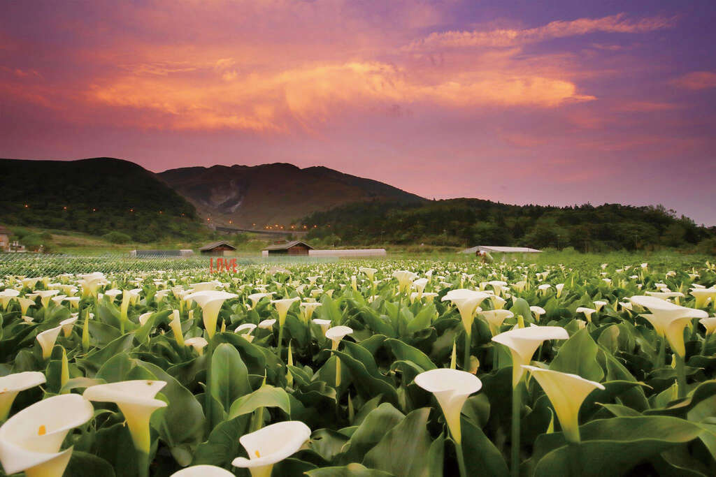 海芋换图