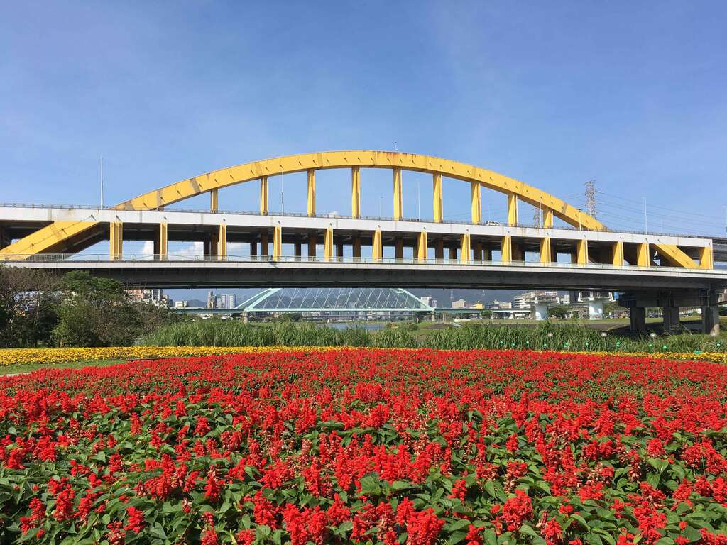 成美左岸河滨公园花海鲜艳满开
