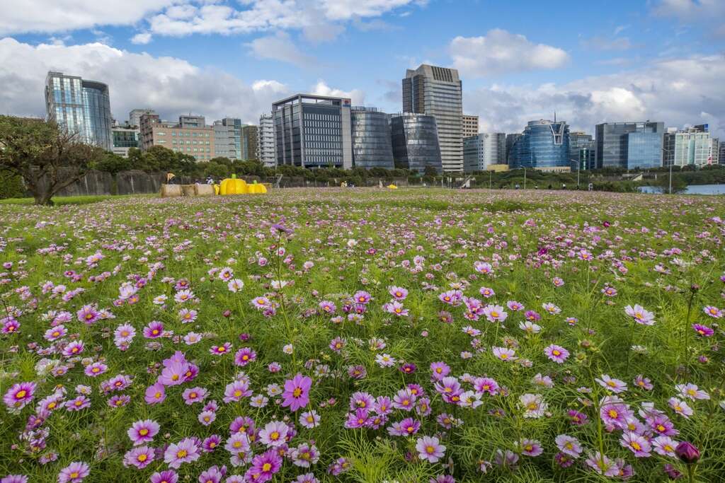 美堤河滨公园花海 花期至三月下旬