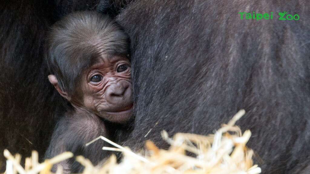 今年是荷兰「Apenheul Primate Park（猴山灵长类公园）」开园第50周年，而「宝宝」和「Gyasi（盖希）」的小孩，竟恰好是在该园诞生的50个金刚Baby，真是喜上加喜（Apenheul Primate Park提供）