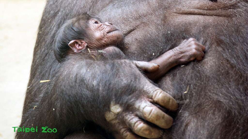 金刚猩猩「宝宝」第一次繁殖成功，带有他珍贵基因的小孩，对於金刚猩猩域外族群遗传多样性的提升，具有重大的意义