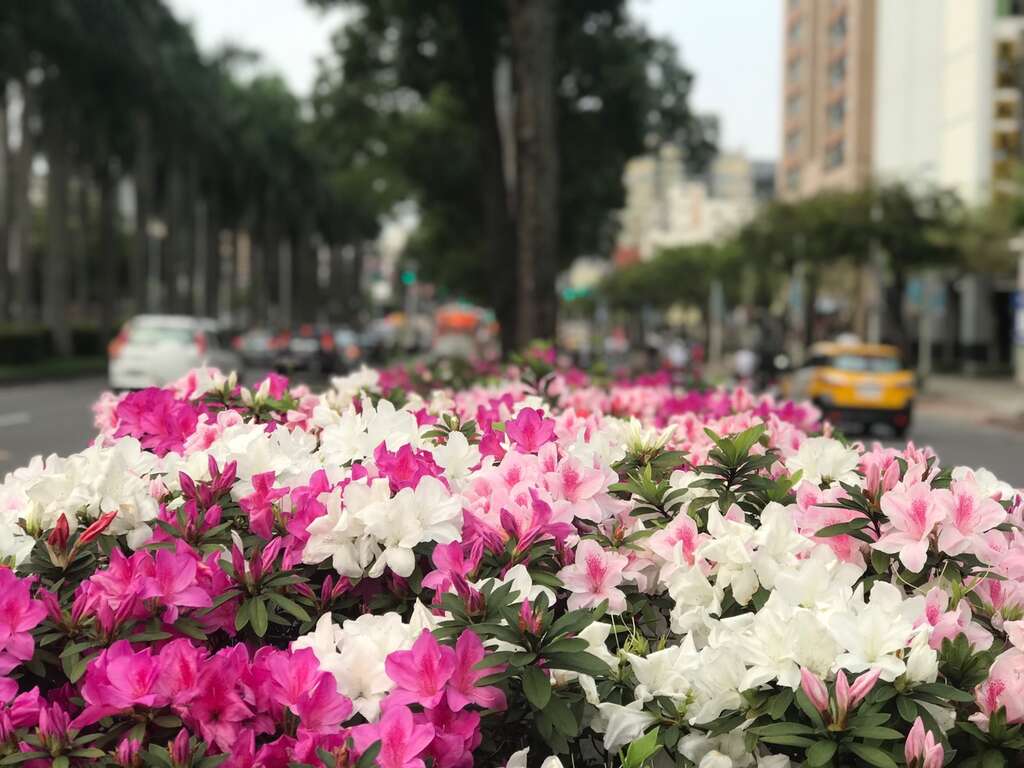 2021 Festival de las azaleas de Taipei