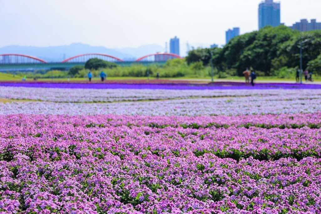 Biển hoa màu tím bên hồ Cổ Đình nghênh đón mùa xuân