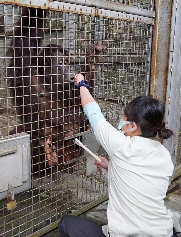 保育員長久以來為動物醫療所進行的親近訓練，和動物培養出信任感