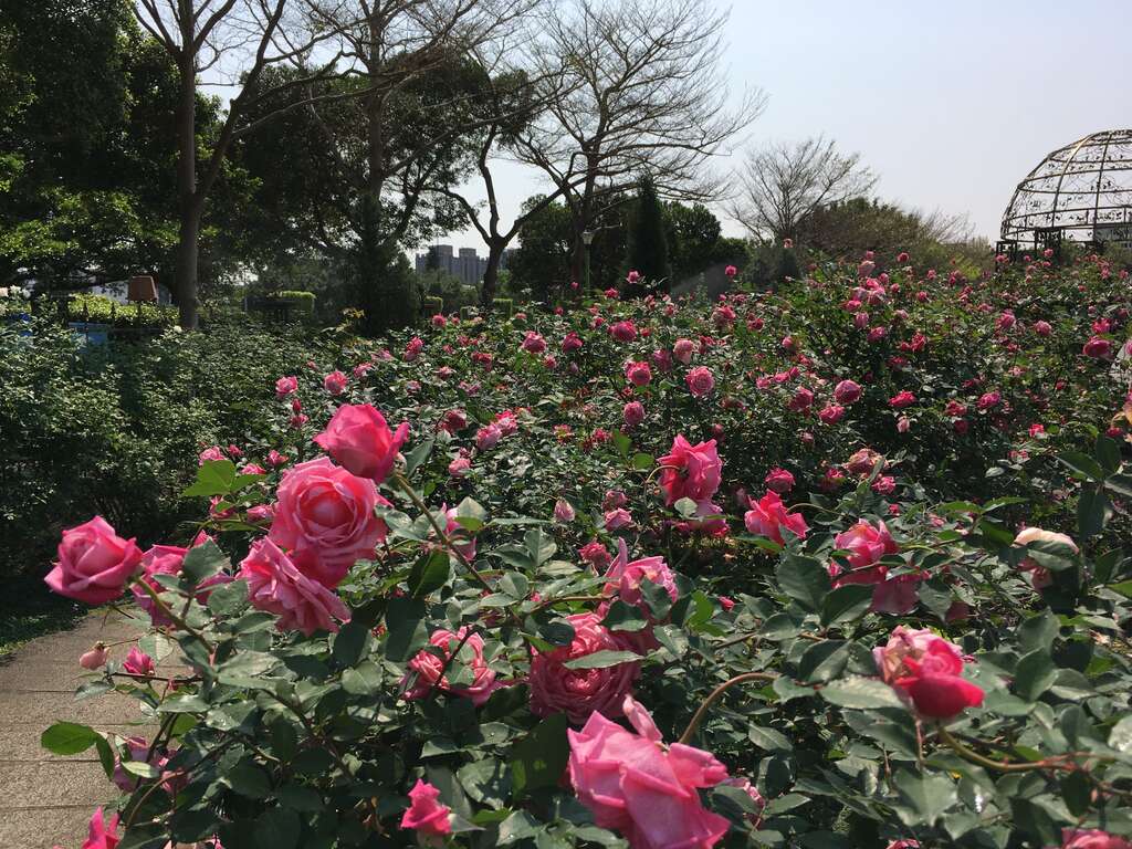 一进入花海区即听到游客大叫--好美喔!它就是深粉色重瓣古典杯型的茶玫瑰肯特夫人。