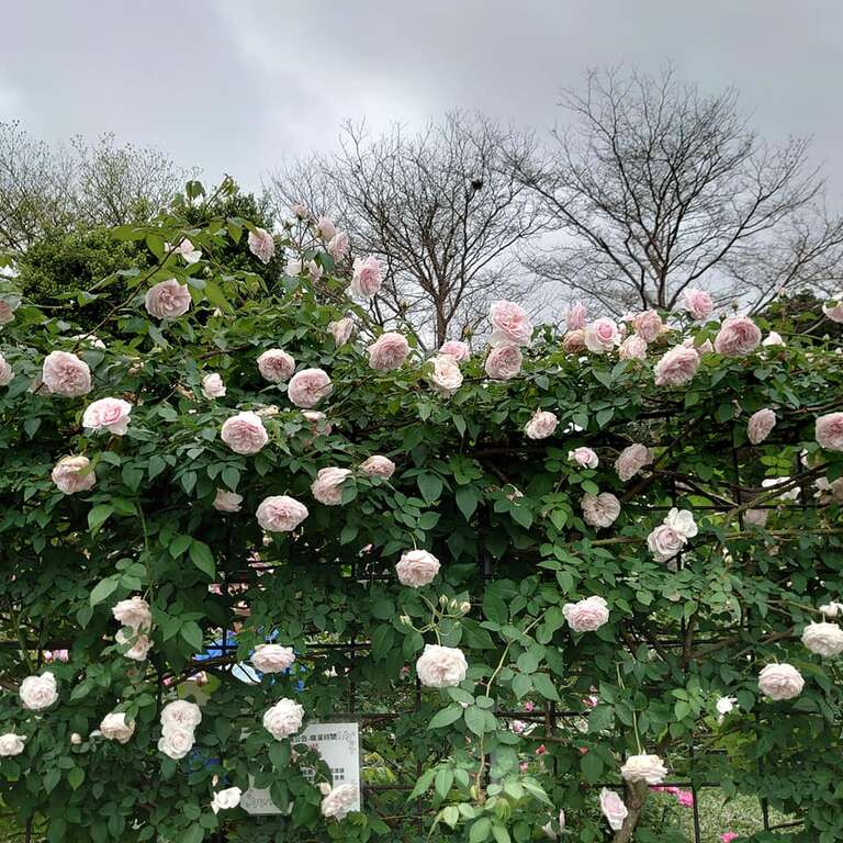 莫梅森的纪念品--植株横张、强健、多花、强香的茶玫瑰品种。