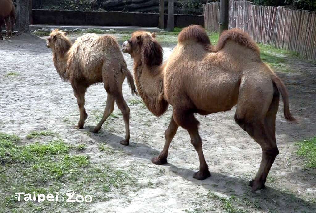 双峰骆驼虽然脚较粗较短、走得较慢，却可以适应较寒冷的气候，也可以背负较重的东西