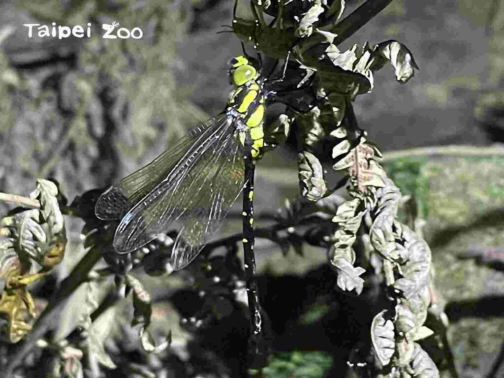 鉤鋏晏蜓正式成為動物園內記錄到的第88種蜻蜓目昆蟲（陳賜隆攝）